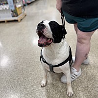 adopt a pet