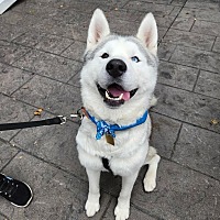 adopt a pet