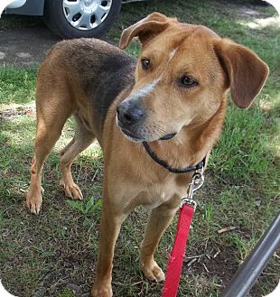 carolina catahoula dog