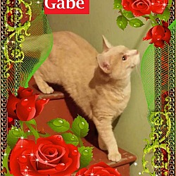 Photo of Gabe
