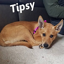 Photo of Tipsy