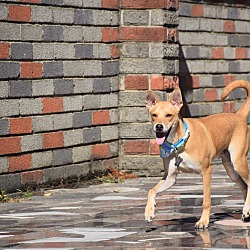 Thumbnail photo of Vito (Formosan Mountain Dog) #3