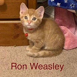 Photo of Ron Weasley