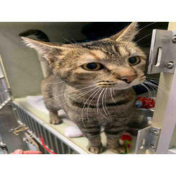 Paradise Animal Control/Shelter in Paradise, CA Paradise Animal Control/Shelter in Paradise, CA