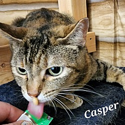 Thumbnail photo of Casper #3