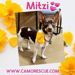 Thumbnail photo of Mitzi (Dallas) #2