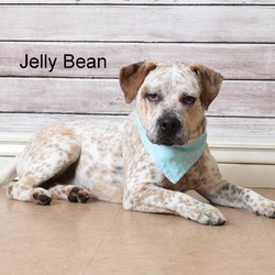 Photo of Jelly Bean