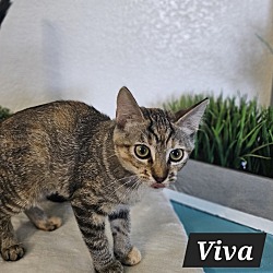 Thumbnail photo of Viva #1