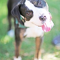 adopt a pet