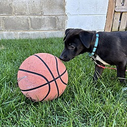 Thumbnail photo of RUBY   12 POUND PUPPY   FOSTERED IN NEW JERSEY #3