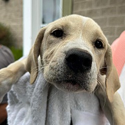 Thumbnail photo of Mastiff mix puppies #4