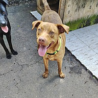 adopt a pet