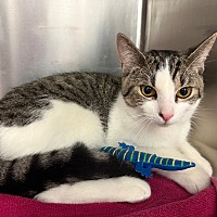 adopt a pet