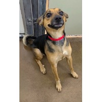 adopt-pet