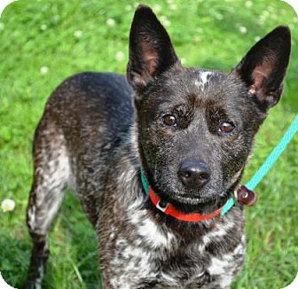 New Orleans, LA - Australian Cattle Dog. Meet Diamond a Pet for Adoption.