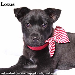 Thumbnail photo of Lotus #2