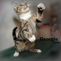 Thumbnail photo of Georgie #3