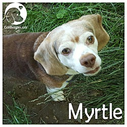 Thumbnail photo of Myrtle #1
