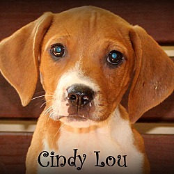 Thumbnail photo of Cindy Lou ~ meet me! #1
