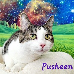 Thumbnail photo of Pusheen #3