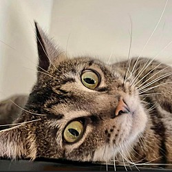 Photo of Latte