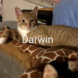 Thumbnail photo of Gumball & Darwin #3