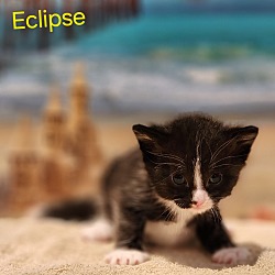 Photo of Eclipse