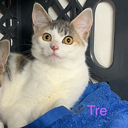 Thumbnail photo of Tre #3