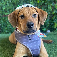 adopt a pet