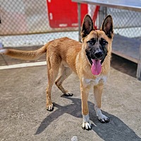 adopt a pet