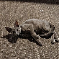 adopt a pet