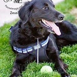 Thumbnail photo of Zeus (Courtesy Listing) #3