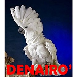 Thumbnail photo of Denario the Umbrella Cockatoo #3