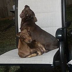 Thumbnail photo of Brownie & Chip #3
