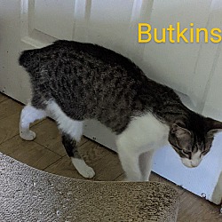 Photo of Butkins