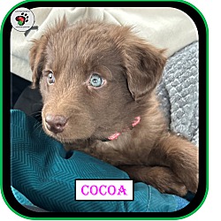 Thumbnail photo of Cocoa - Coffee Litter #2