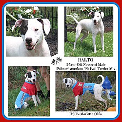 Photo of Balto (Neutered)