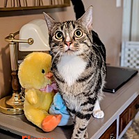 adopt a pet