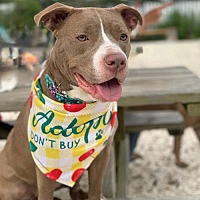 adopt a pet