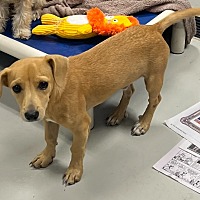 adopt a pet