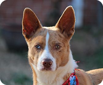 australian shepherd german shepherd mix dingo adopted dog yadkinville nc australian shepherd german australian shepherd german shepherd mix dingo adopted dog yadkinville nc australian shepherd german