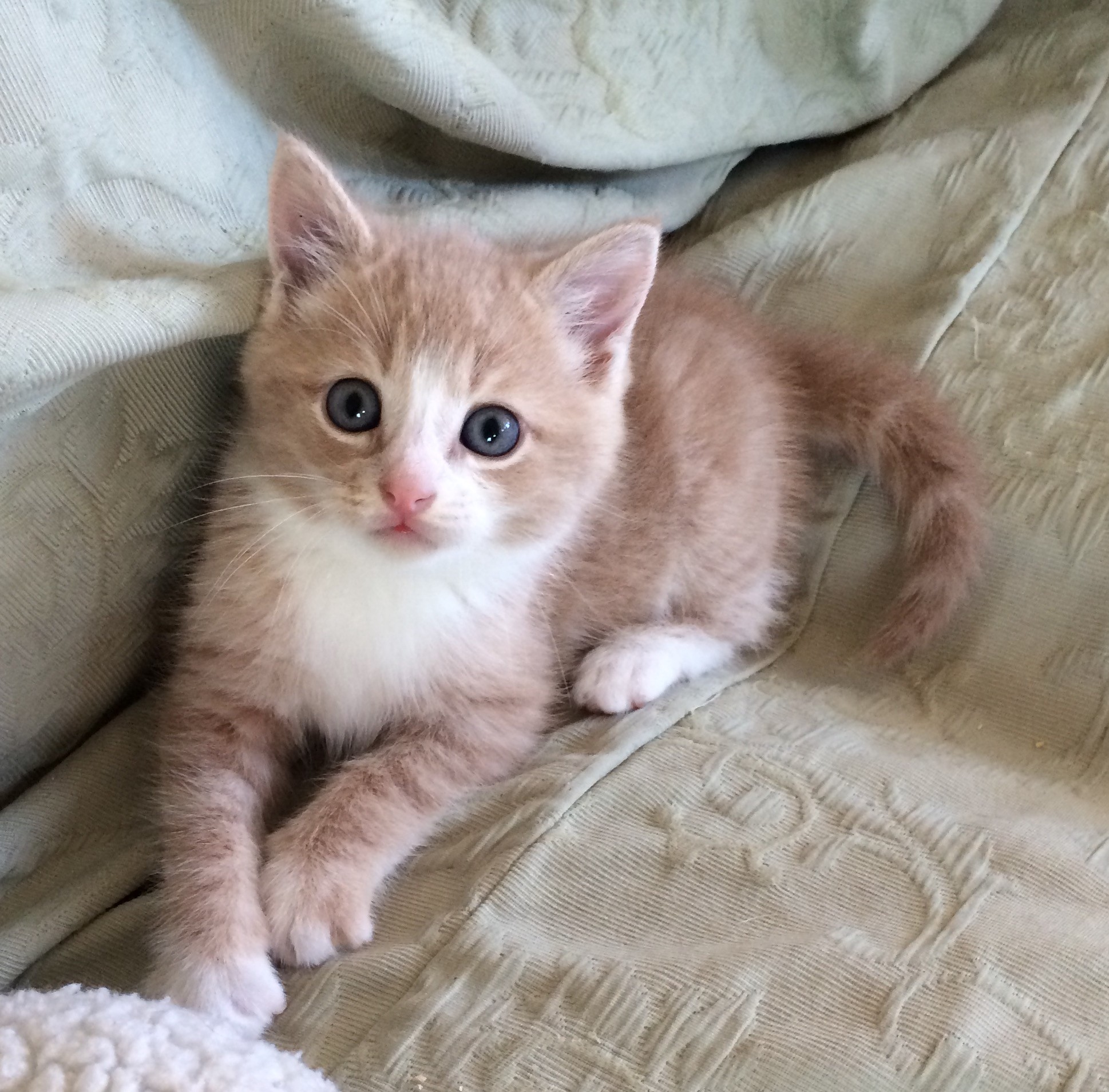 tan and white cat