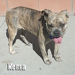 Thumbnail photo of Nema #2
