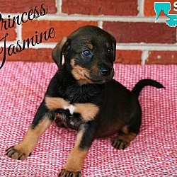 Photo of Princess Jasmine