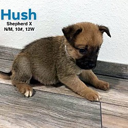 Photo of Hush adoption pending