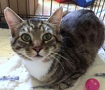 Adopt A Pet Petsmart Charities