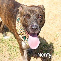 Photo of Monty