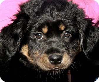 Wakefield Ri Tibetan Mastiff Meet Linus Beautiful Puppy Wow