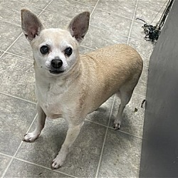 Photo of Tiny: Not at the shelter