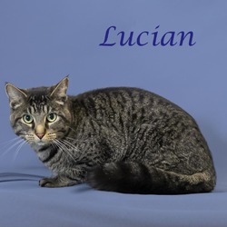 Thumbnail photo of Lucian C24-182 #1
